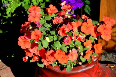 Yaz ortası, güneşli bir gün Bahçe en güzel çiçekler. Yeşil manzara