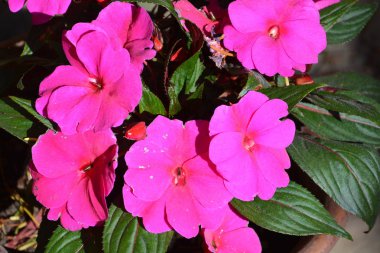 Yaz ortası, güneşli bir gün Bahçe en güzel çiçekler. Yeşil manzara