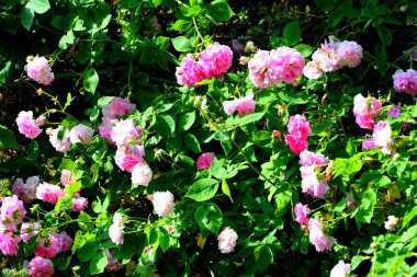 Yaz ortası, güneşli bir gün Bahçe en güzel çiçekler. Yeşil manzara