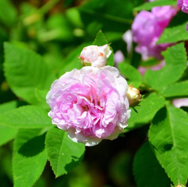 Yaz ortası, güneşli bir gün Bahçe en güzel çiçekler. Yeşil manzara