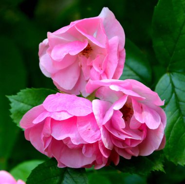 Yaz ortası, güneşli bir gün Bahçe en güzel çiçekler. Yeşil manzara