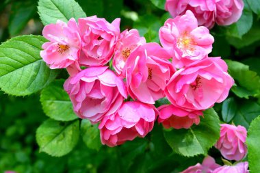 Yaz ortası, güneşli bir gün Bahçe en güzel çiçekler. Yeşil manzara