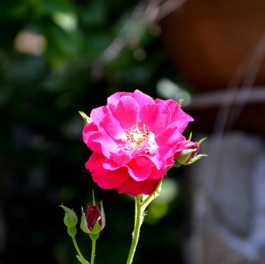 Yaz ortası, güneşli bir gün Bahçe en güzel çiçekler. Yeşil manzara