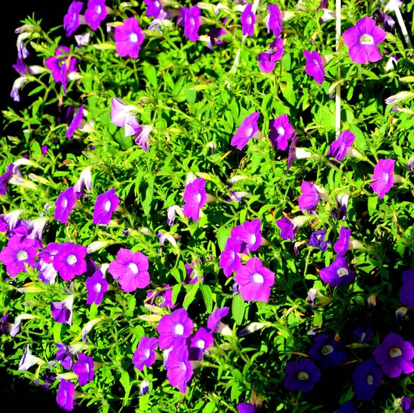 Jolies Fleurs Dans Jardin Milieu Été Par Une Journée Ensoleillée — Photo