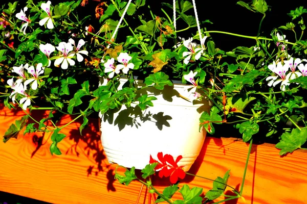 Jolies Fleurs Dans Jardin Milieu Été Par Une Journée Ensoleillée — Photo