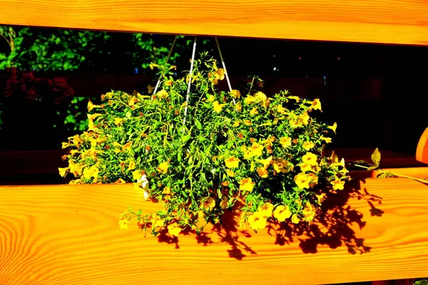 Ładne Kwiaty Ogrodzie Środku Lata Słoneczny Dzień Zielony Krajobraz — Zdjęcie stockowe