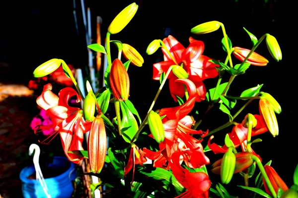 Bonitas Flores Jardín Pleno Verano Día Soleado Paisaje Verde — Foto de Stock