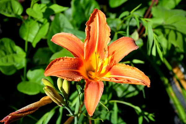 Bonitas Flores Jardín Pleno Verano Día Soleado Paisaje Verde — Foto de Stock