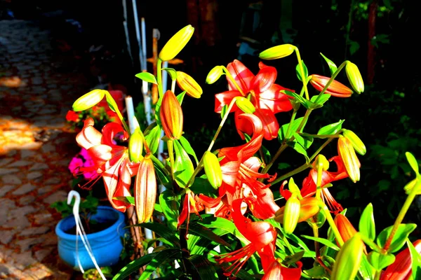 Bonitas Flores Jardín Pleno Verano Día Soleado Paisaje Verde —  Fotos de Stock