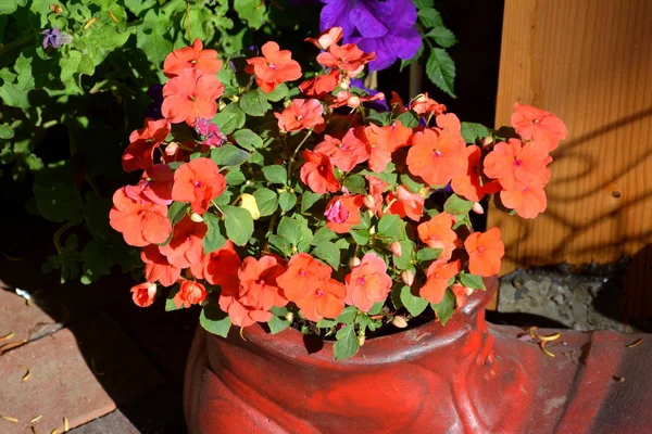 Fina Blommor Trädgården Midsommar Solig Dag Grönt Landskap — Stockfoto