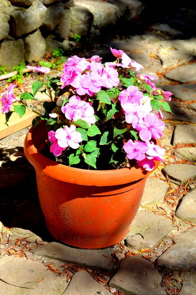 Bonitas Flores Jardín Pleno Verano Día Soleado Paisaje Verde —  Fotos de Stock