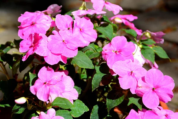 Szép Virágok Nyár Közepén Egy Napsütéses Napon Kertben Zöld Táj — Stock Fotó