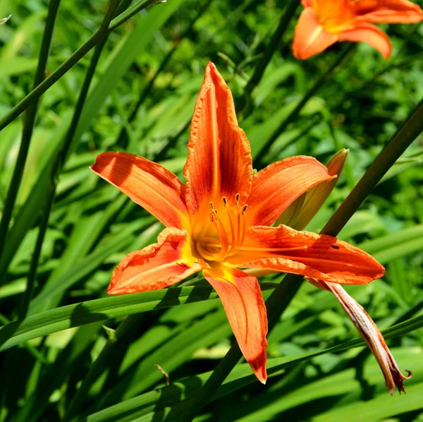 真夏の晴れた日に庭の素敵な花 緑の風景 — ストック写真