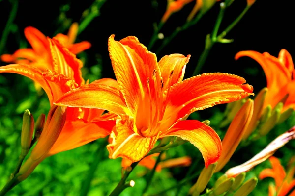 Flores Bonitas Jardim Meados Verão Dia Ensolarado Paisagem Verde — Fotografia de Stock