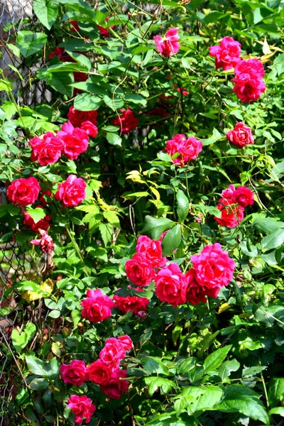 Fina Blommor Trädgården Midsommar Solig Dag Grönt Landskap — Stockfoto