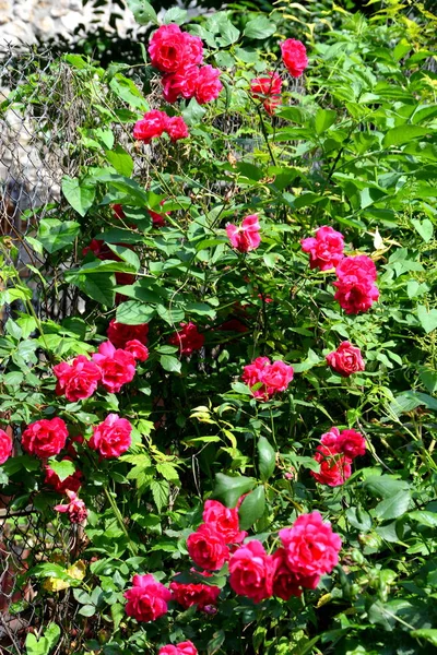 Flores Bonitas Jardim Meados Verão Dia Ensolarado Paisagem Verde — Fotografia de Stock