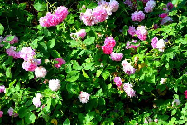 Bonitas Flores Jardín Pleno Verano Día Soleado Paisaje Verde —  Fotos de Stock