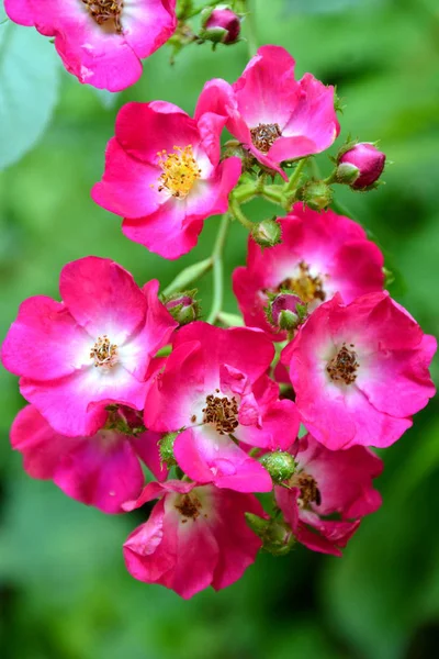 Pěkné Květiny Zahradě Letní Slunovrat Slunečný Den Zelená Krajina — Stock fotografie