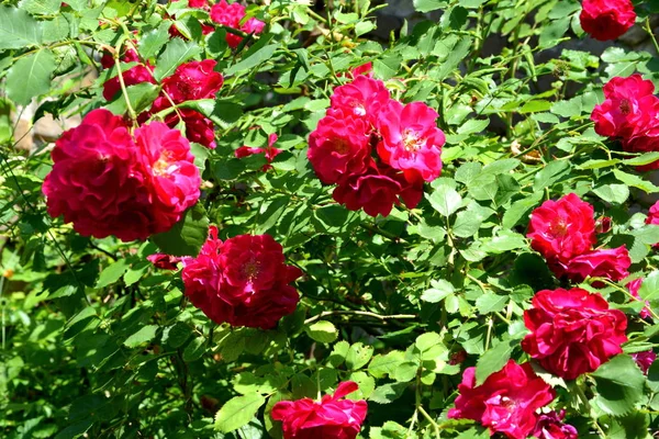 Flores Bonitas Jardim Meados Verão Dia Ensolarado Paisagem Verde — Fotografia de Stock