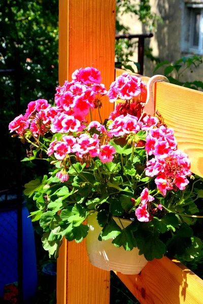 Fina Blommor Trädgården Midsommar Solig Dag Grönt Landskap — Stockfoto