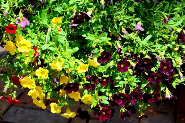 Bonitas Flores Jardín Pleno Verano Día Soleado Paisaje Verde — Foto de Stock