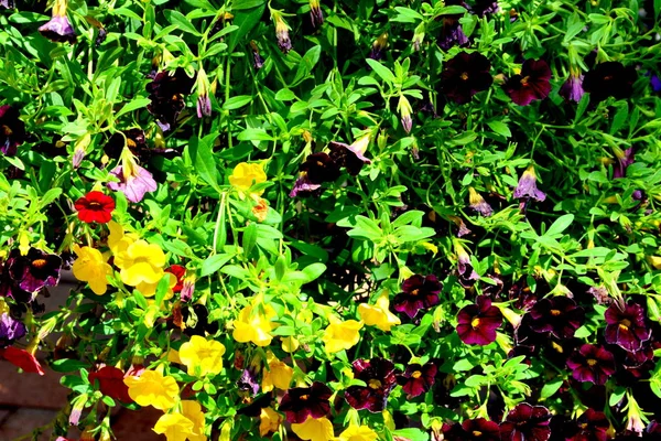 Bonitas Flores Jardín Pleno Verano Día Soleado Paisaje Verde — Foto de Stock