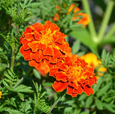 Yaz ortası, güneşli bir gün Bahçe en güzel çiçekler. Yeşil manzara