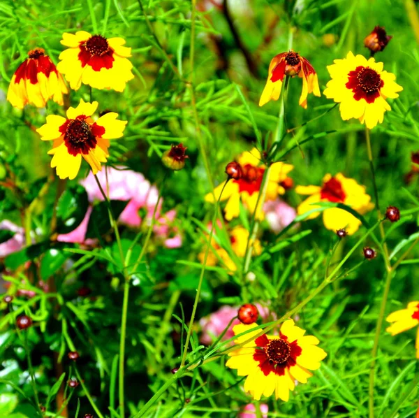 Schöne Blumen Garten Hochsommer Einem Sonnigen Tag Grüne Landschaft — Stockfoto