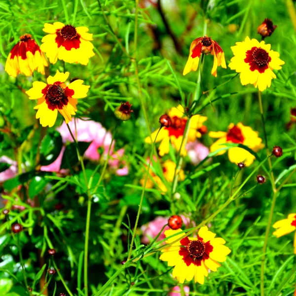 Flores Bonitas Jardim Meados Verão Dia Ensolarado Paisagem Verde — Fotografia de Stock