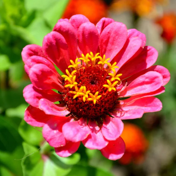 Nice flowers in the garden in midsummer, in a sunny day. Green landscape