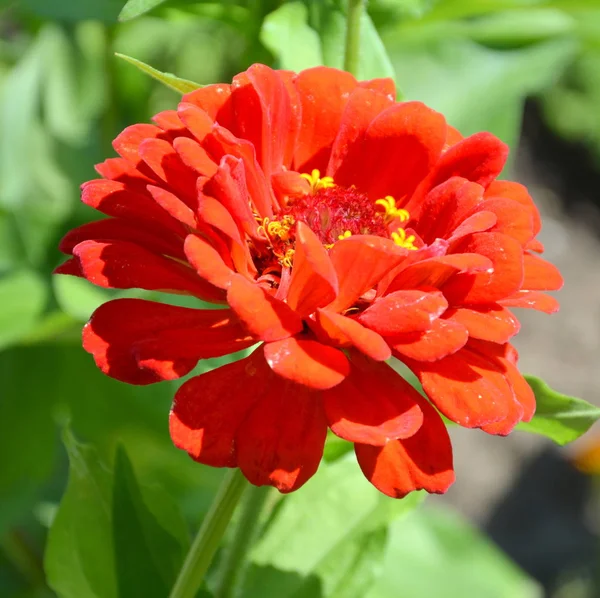 Mooie Bloemen Tuin Midzomer Een Zonnige Dag Groene Landschap — Stockfoto