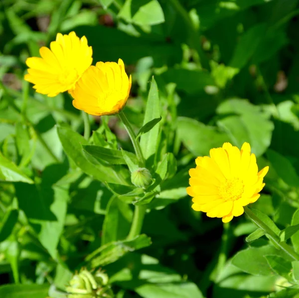 Bonitas Flores Jardín Pleno Verano Día Soleado Paisaje Verde —  Fotos de Stock