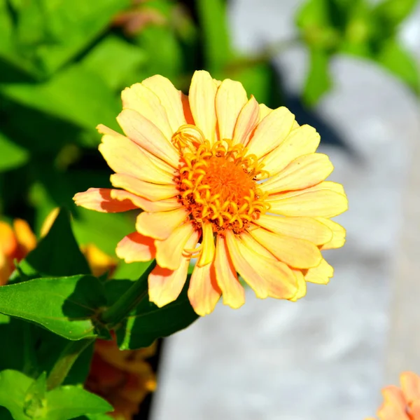 Nice flowers in the garden in midsummer, in a sunny day. Green landscape