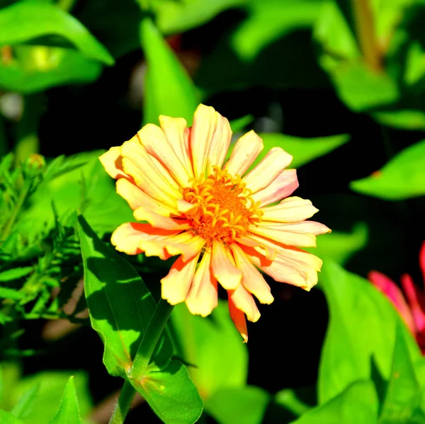 Szép Virágok Nyár Közepén Egy Napsütéses Napon Kertben Zöld Táj — Stock Fotó