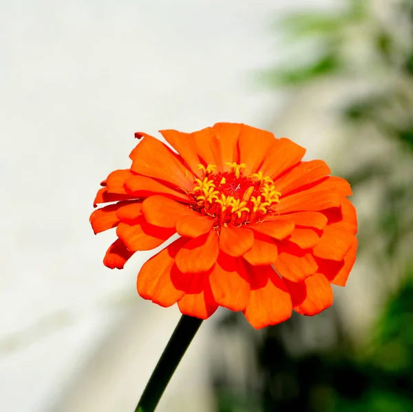 stock image Nice flowers in the garden in midsummer, in a sunny day. Green landscape