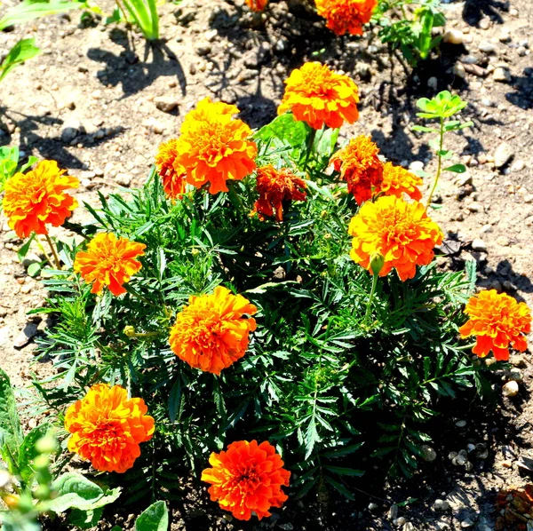 Bonitas Flores Jardín Pleno Verano Día Soleado Paisaje Verde —  Fotos de Stock