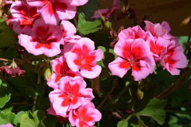 Yaz ortası, güneşli bir gün Bahçe en güzel çiçekler. Yeşil manzara