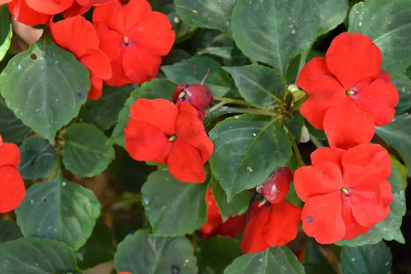 Yaz ortası, güneşli bir gün Bahçe en güzel çiçekler. Yeşil manzara
