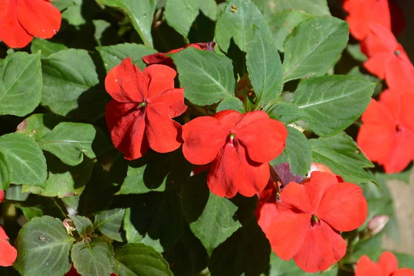 Νίκαια Λουλούδια Στον Κήπο Στο Θερινό Ηλιοστάσιο Μια Ηλιόλουστη Μέρα — Φωτογραφία Αρχείου