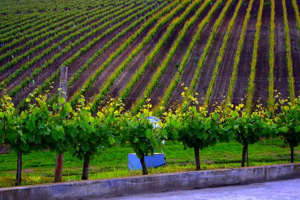 Famosi Vigneti Recas Timisoara Romania — Foto Stock