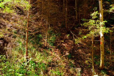 Romanya 'nın başkenti Transilvanya' da yer alan Brasov 'a 12 km mesafedeki kışa ve spa istasyonuna giden yol, ülkenin merkezinde yer alan Brasov kasabasına 12 km uzaklıkta.. 
