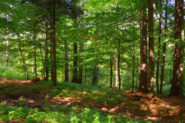 Romanya 'nın başkenti Transilvanya' da yer alan Brasov 'a 12 km mesafedeki kışa ve spa istasyonuna giden yol, ülkenin merkezinde yer alan Brasov kasabasına 12 km uzaklıkta.. 