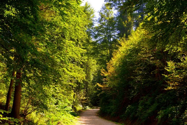 Estrada Para Inverno Estação Spa Poiana Brasov Brasov Uma Cidade — Fotografia de Stock