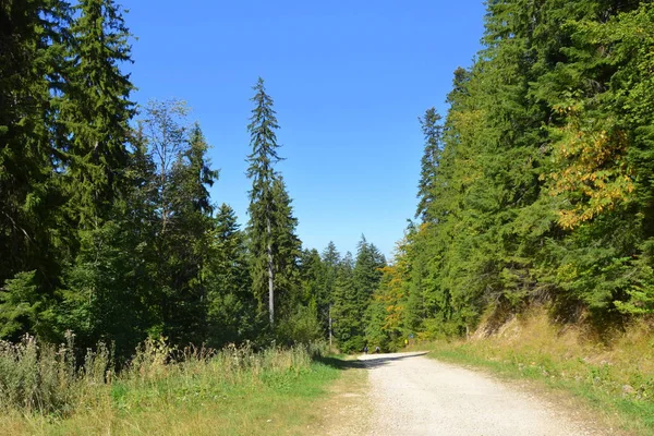 Romanya 'nın başkenti Transilvanya' da yer alan Brasov 'a 12 km mesafedeki kışa ve spa istasyonuna giden yol, ülkenin merkezinde yer alan Brasov kasabasına 12 km uzaklıkta.. 