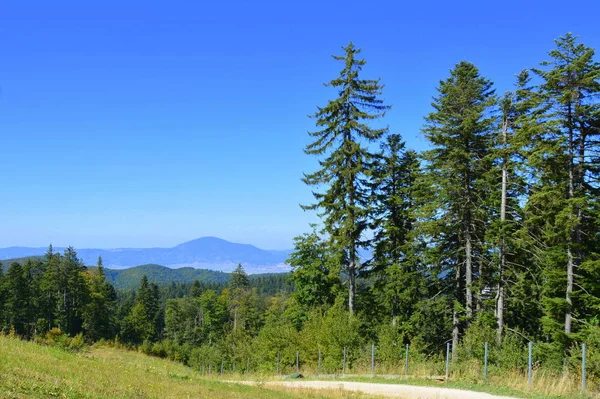 Estrada Para Inverno Estação Spa Poiana Brasov Brasov Uma Cidade — Fotografia de Stock