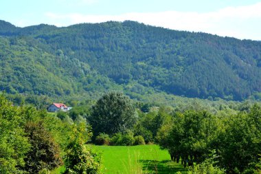Romanya 'nın Transilvanya ormanlarındaki tipik manzara. Sonbaharda yeşil manzara, güneşli bir günde