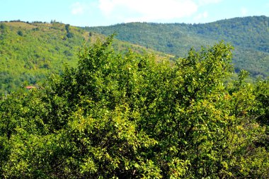 Romanya 'nın Transilvanya ormanlarındaki tipik manzara. Sonbaharda yeşil manzara, güneşli bir günde