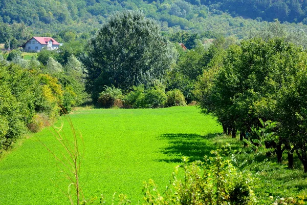 Typiskt Landskap Skogarna Transsylvanien Rumänien Grönt Landskap Hösten Solig Dag — Stockfoto