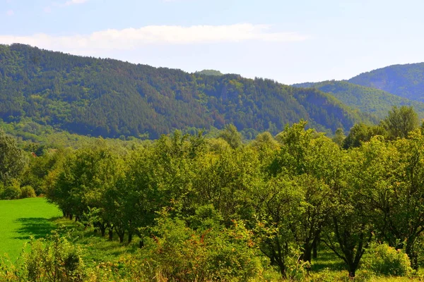 Typical landscape in the forests of Transylvania, Romania. Green landscape in the autumn, in a sunny day