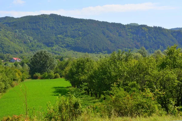 Paysage Typique Dans Les Forêts Transylvanie Roumanie Paysage Vert Automne — Photo